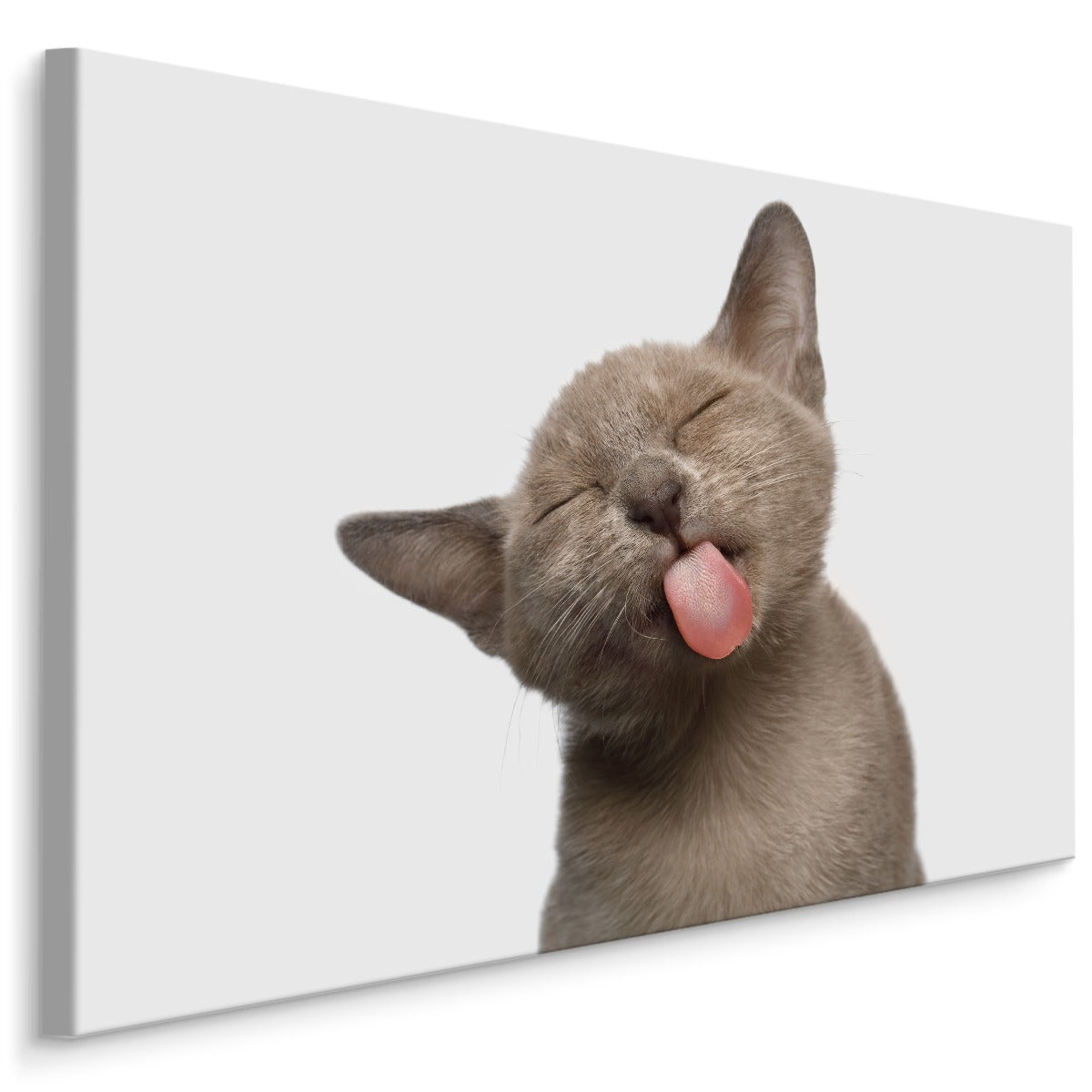 Nydelig kattunge
