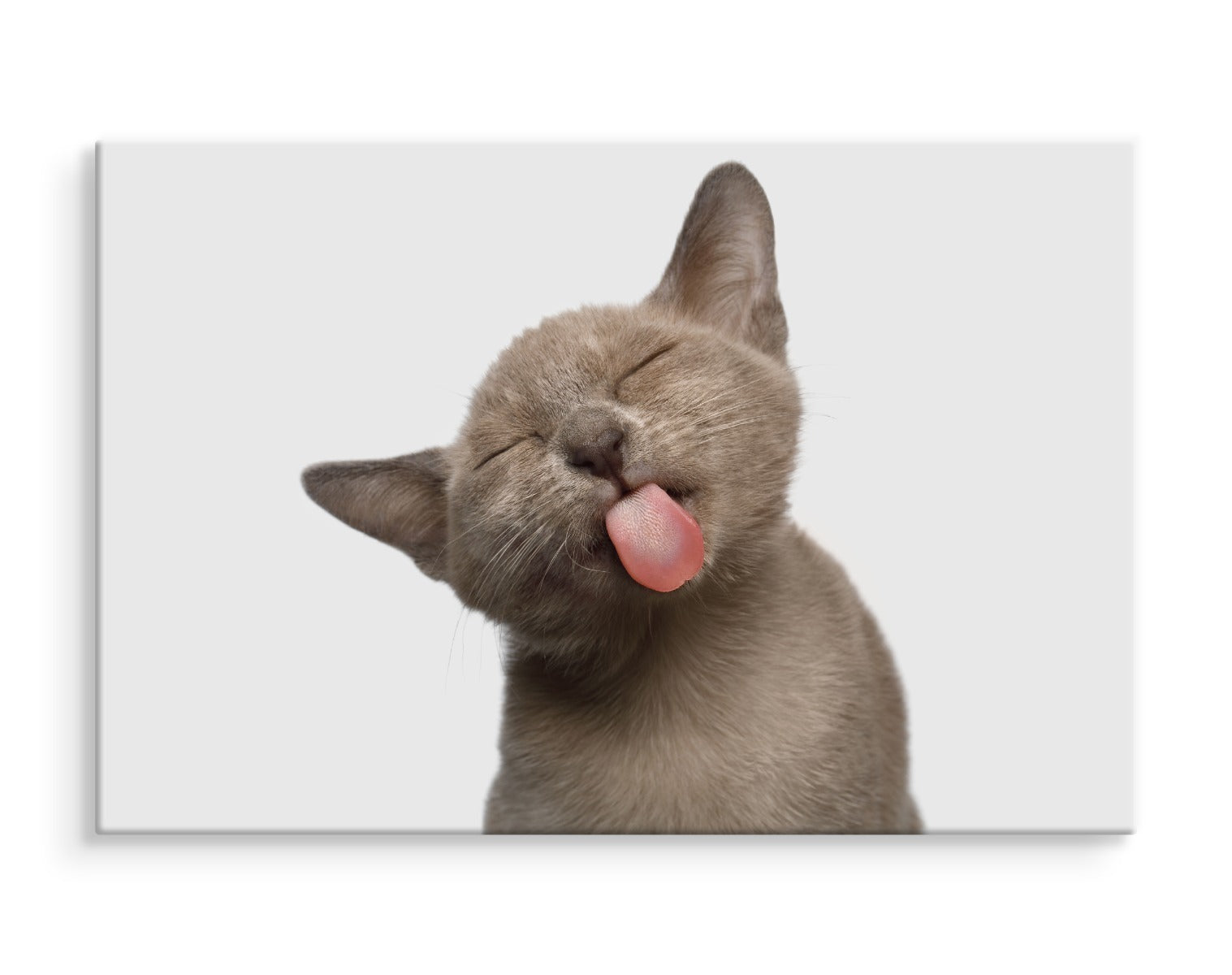 Nydelig kattunge