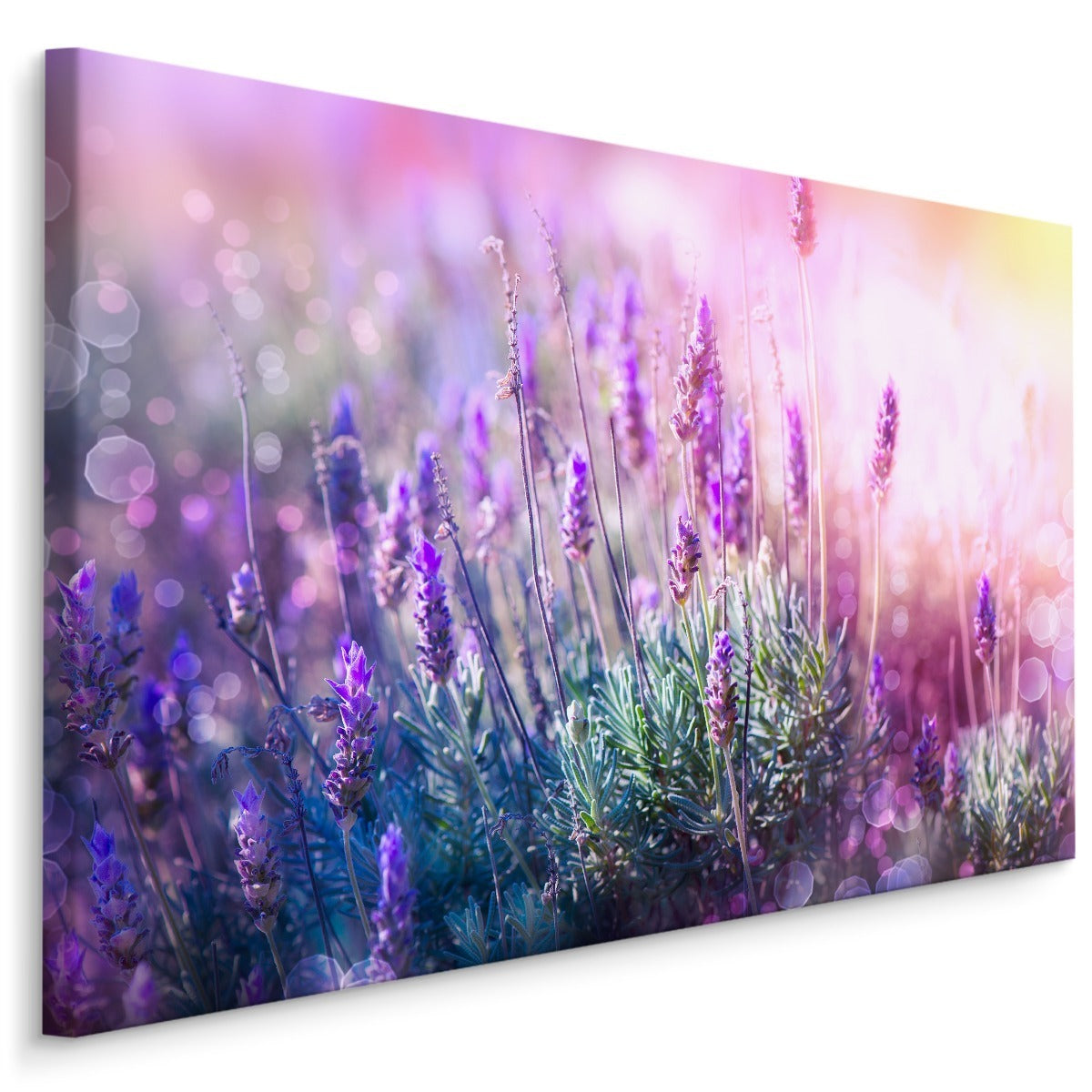 Blomstrende lavendel 3d