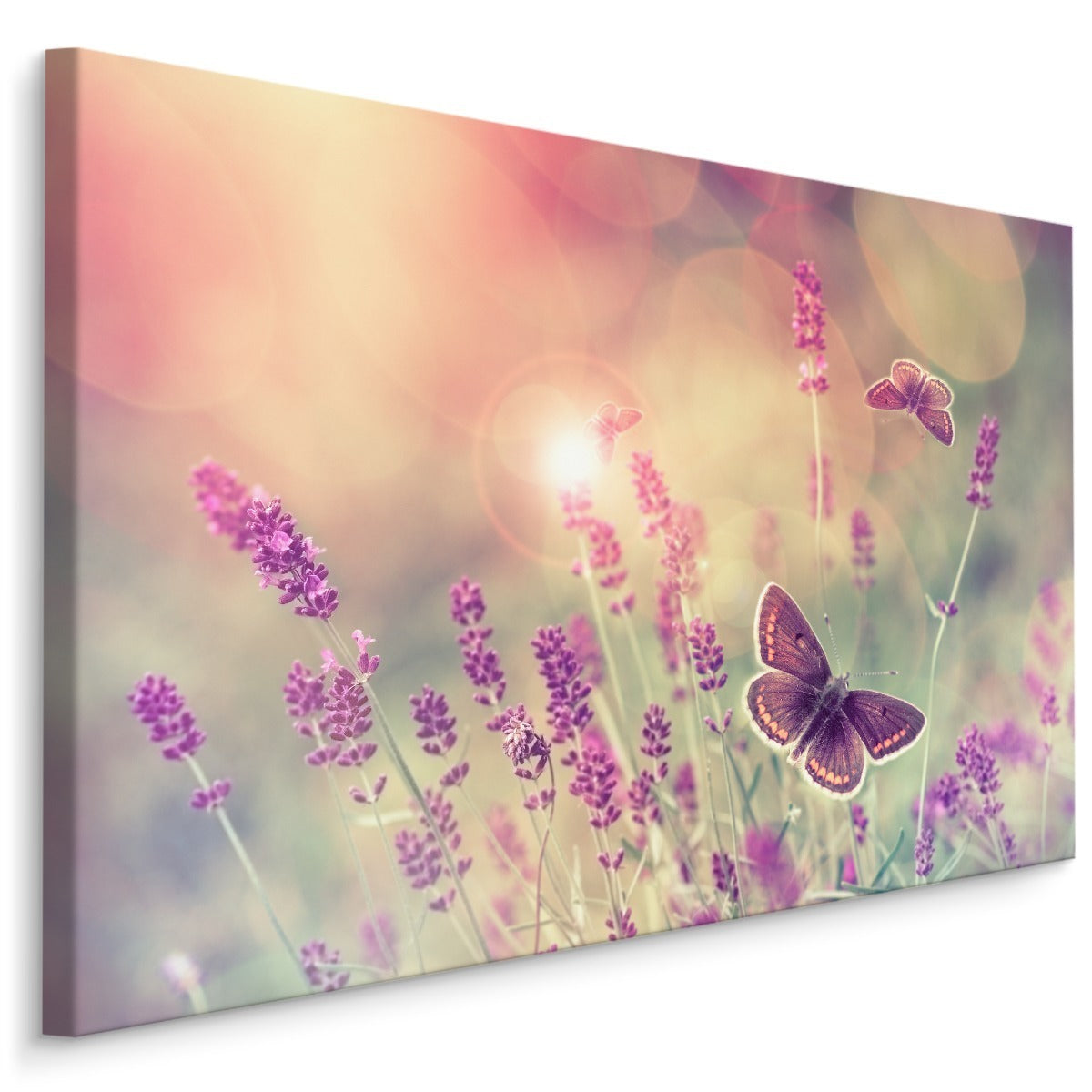 Sommerfugler og lavendelblomster
