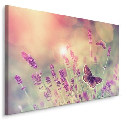 Sommerfugler og lavendelblomster