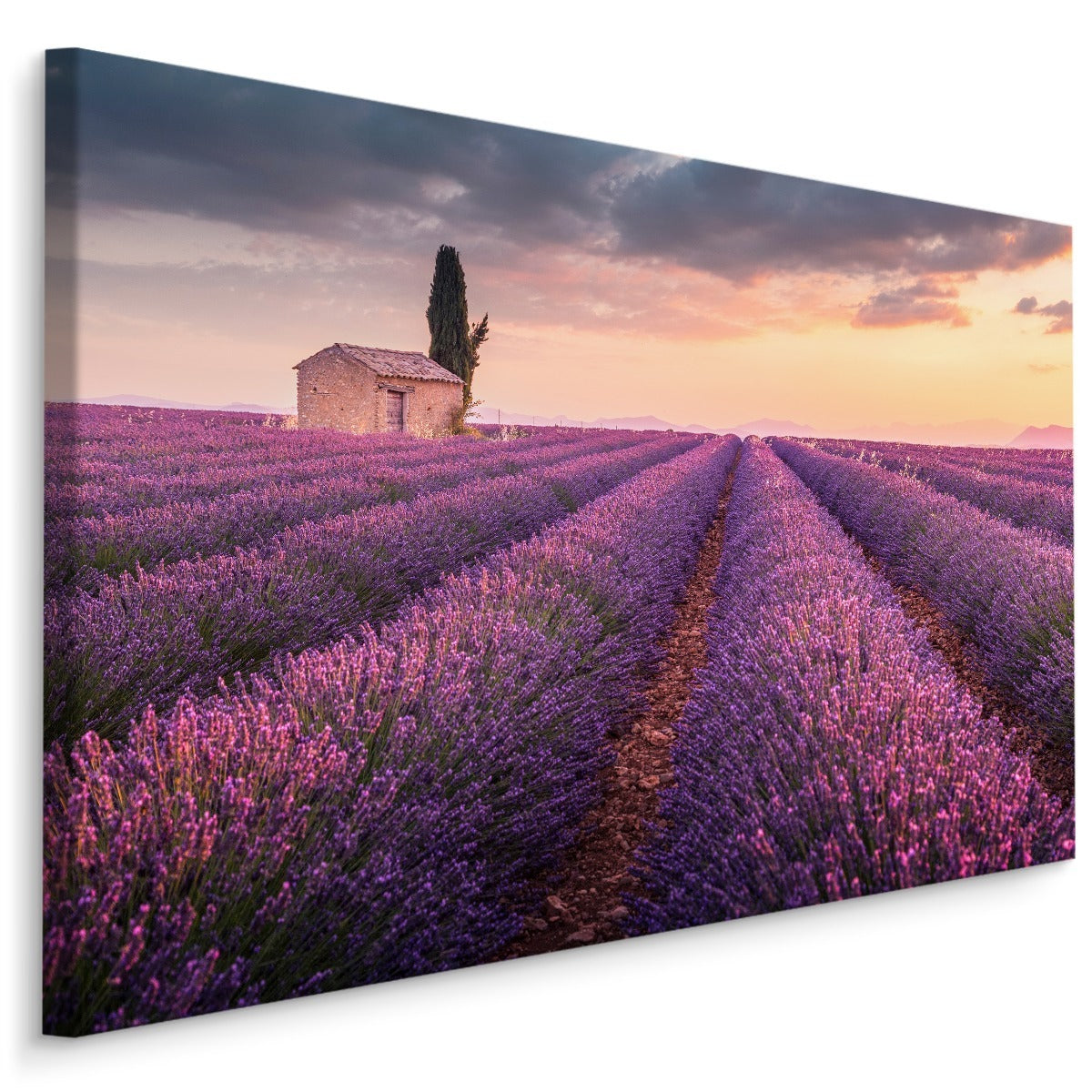 Blomstrende lavendelfelt i provence