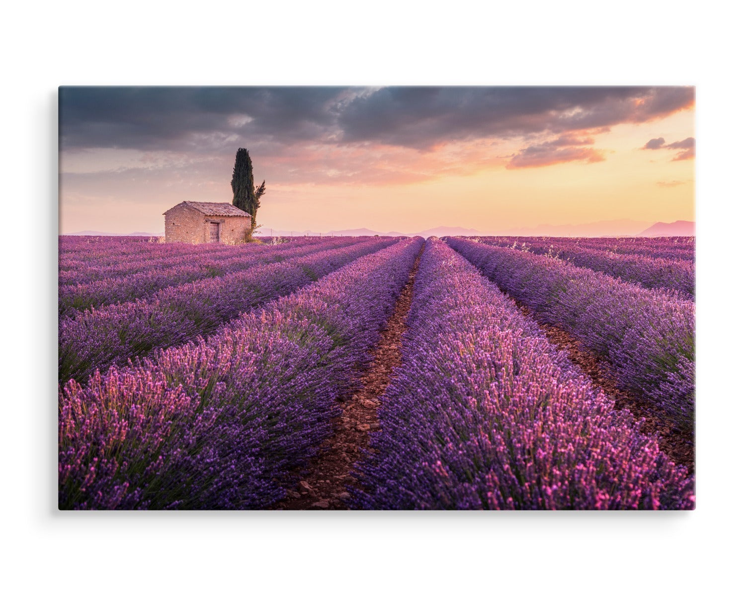 Blomstrende lavendelfelt i provence