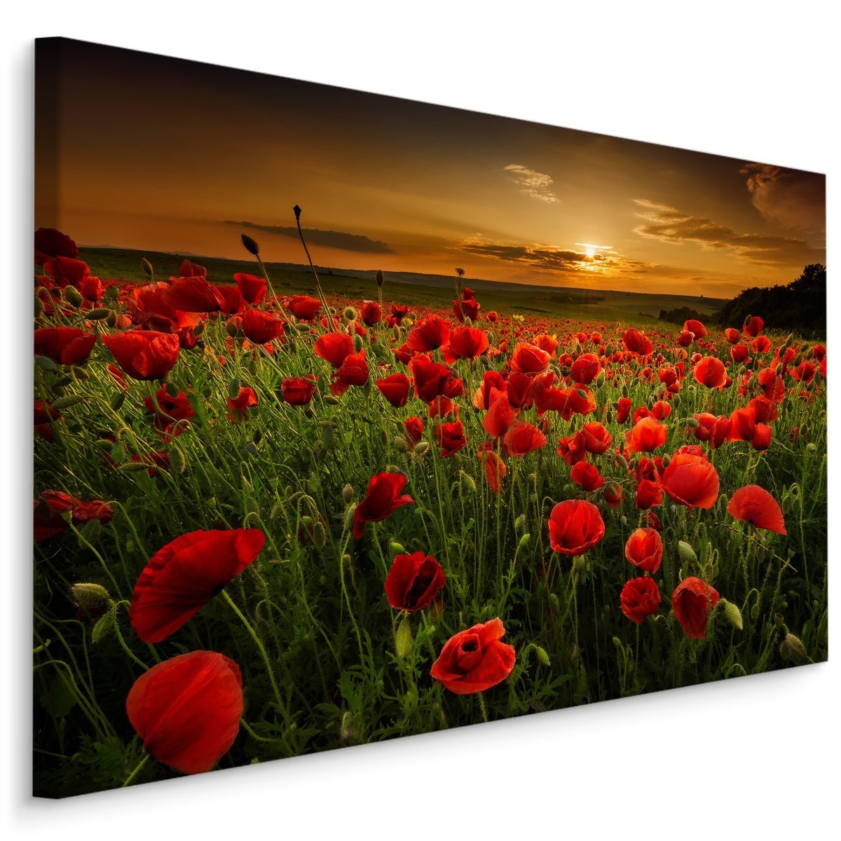 Felt med valmuer ved solnedgang 3d