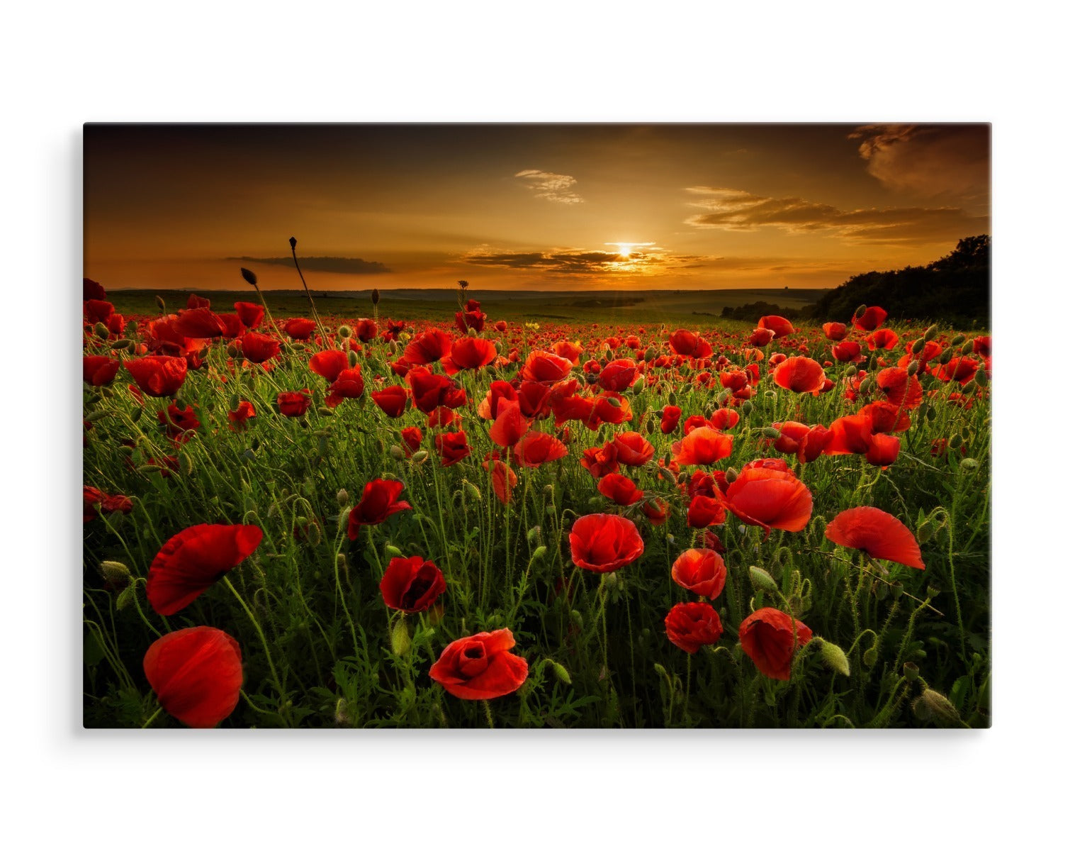 Felt med valmuer ved solnedgang 3d
