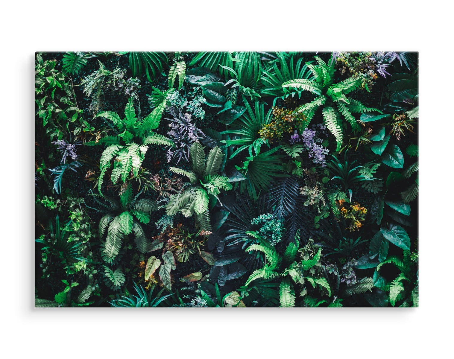 En hage full av tropiske blader og blomster