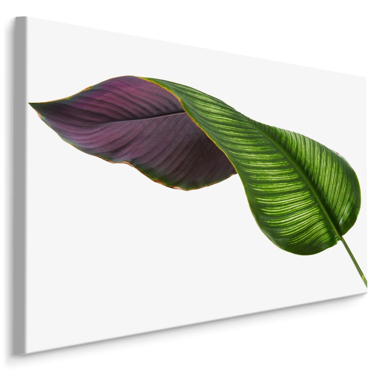 Calathea blad på en hvit bakgrunn