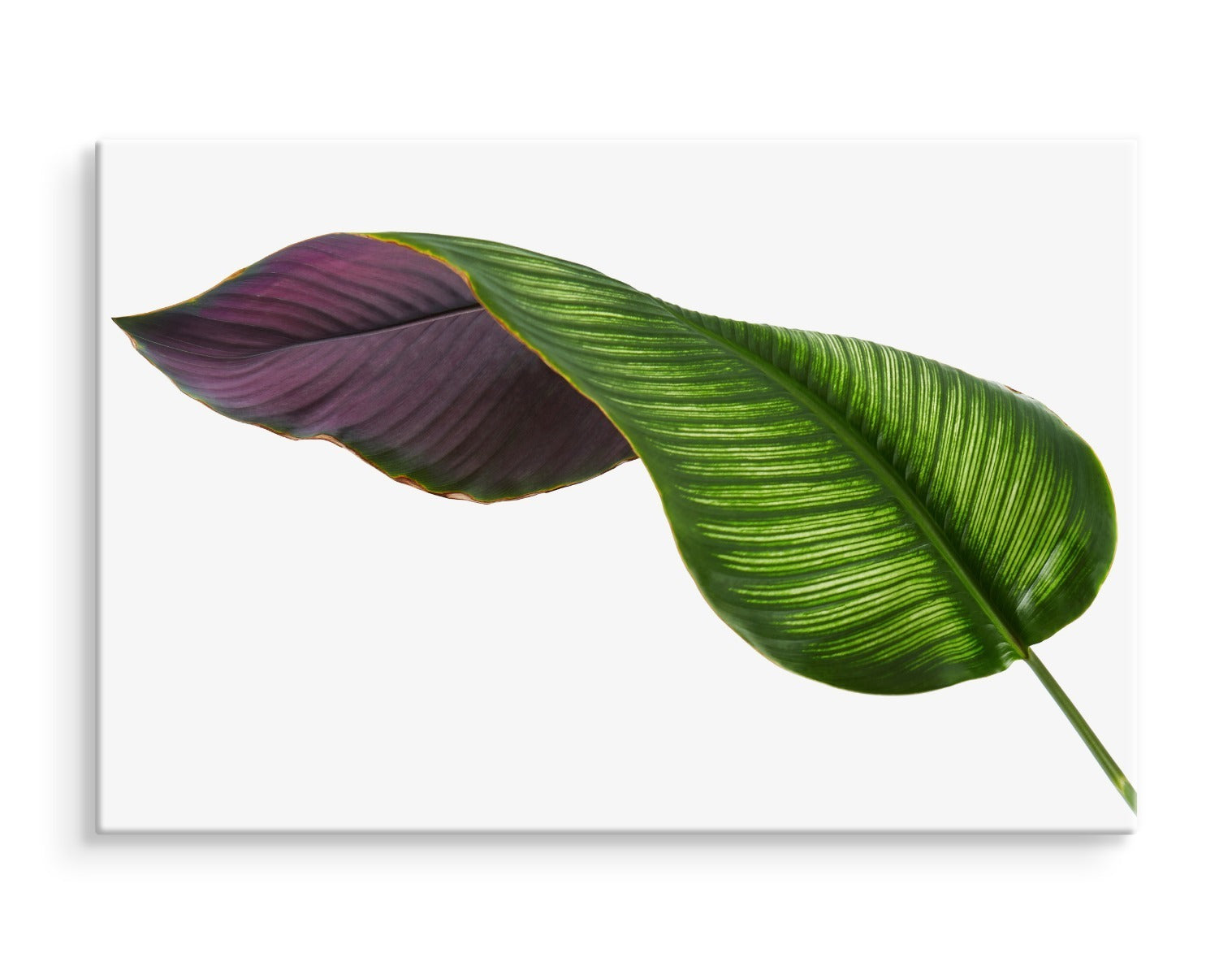 Calathea blad på en hvit bakgrunn