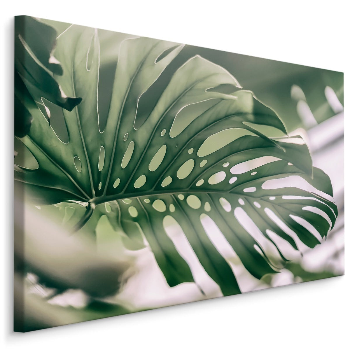 Monstera blad på nært hold