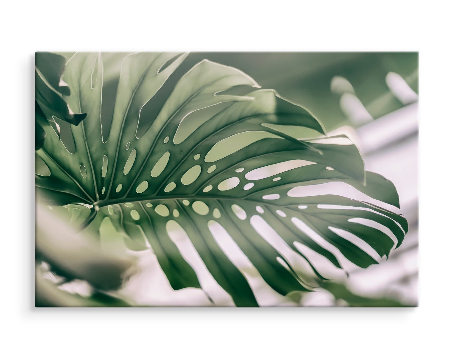 Monstera blad på nært hold