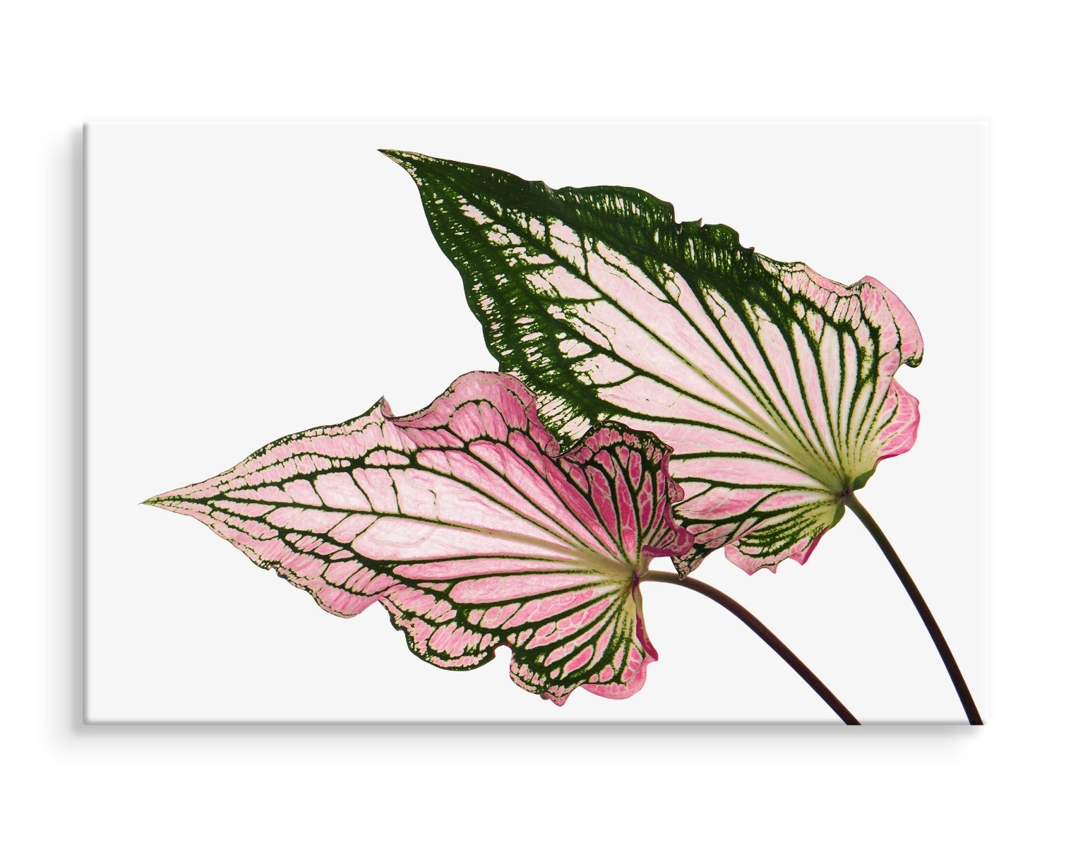 Caladium blader på nært hold