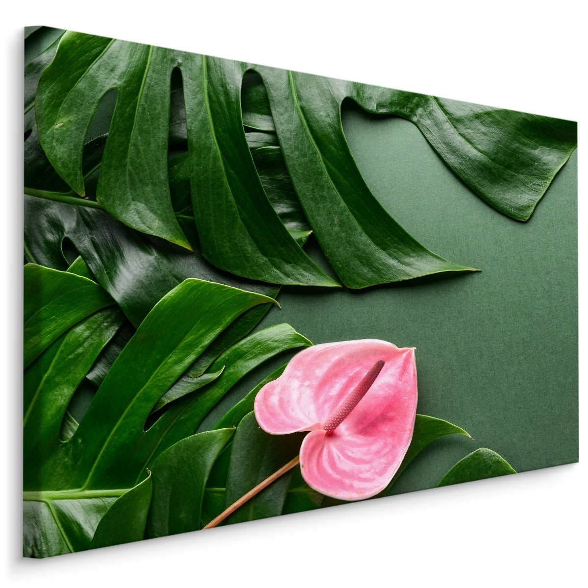 Rosa blomst på bakgrunn av monstera-blader