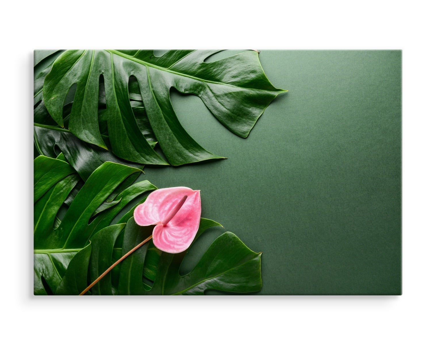 Rosa blomst på bakgrunn av monstera-blader
