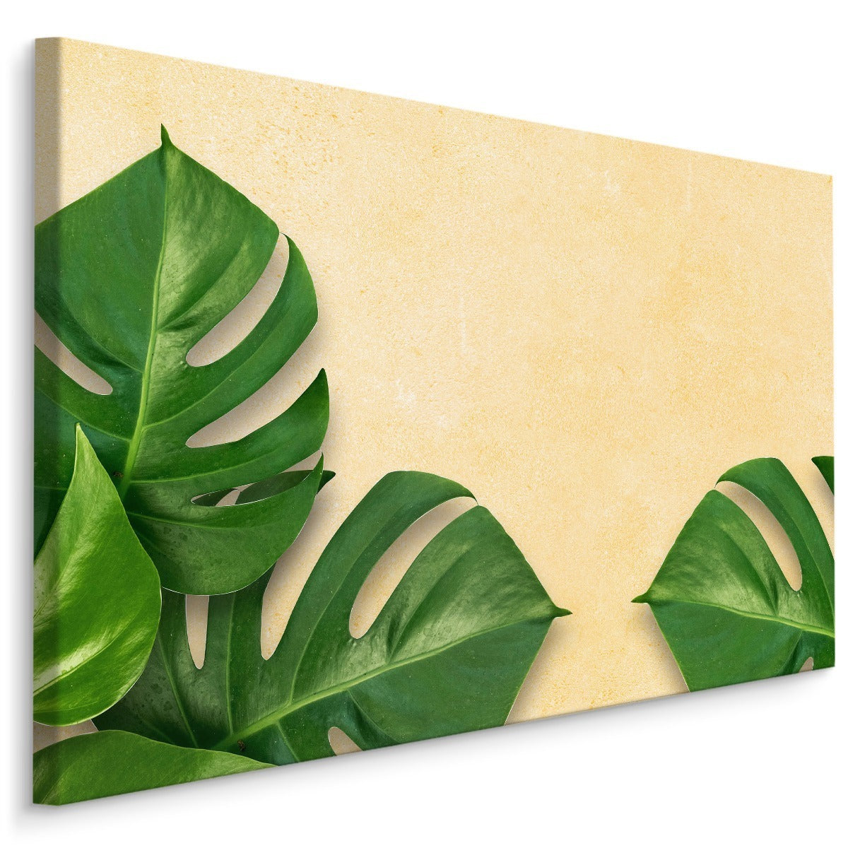 Monstera blader på en beige bakgrunn