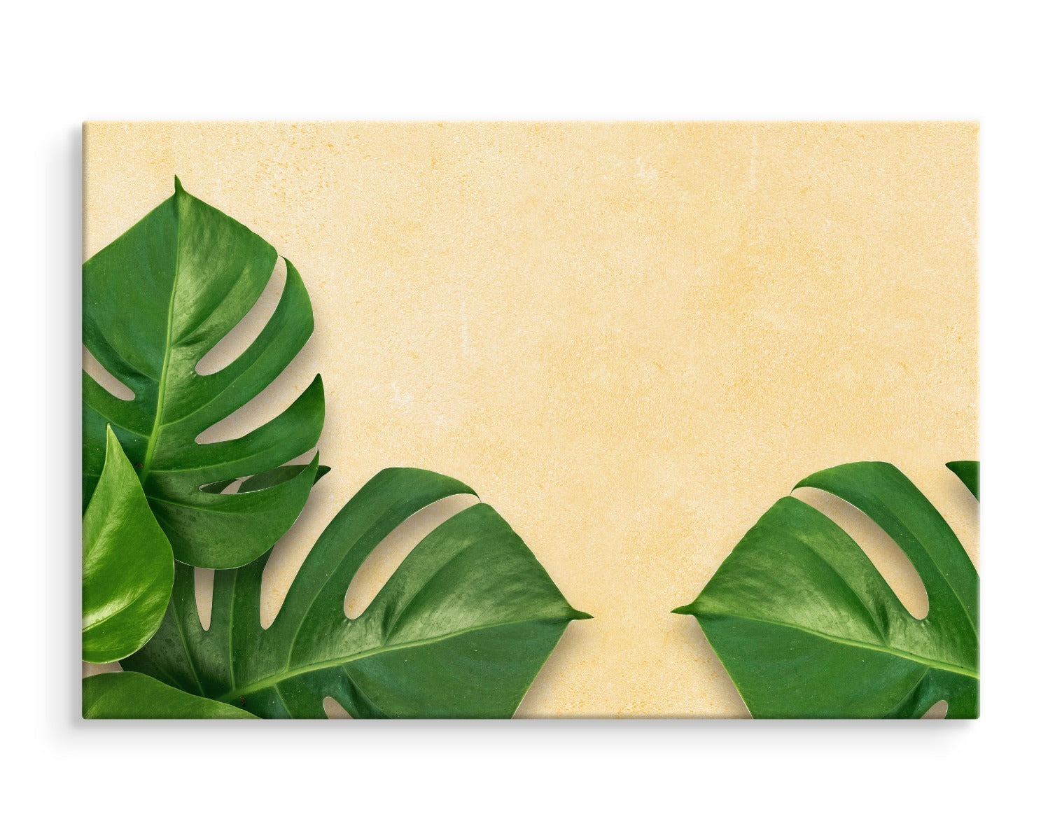 Monstera blader på en beige bakgrunn