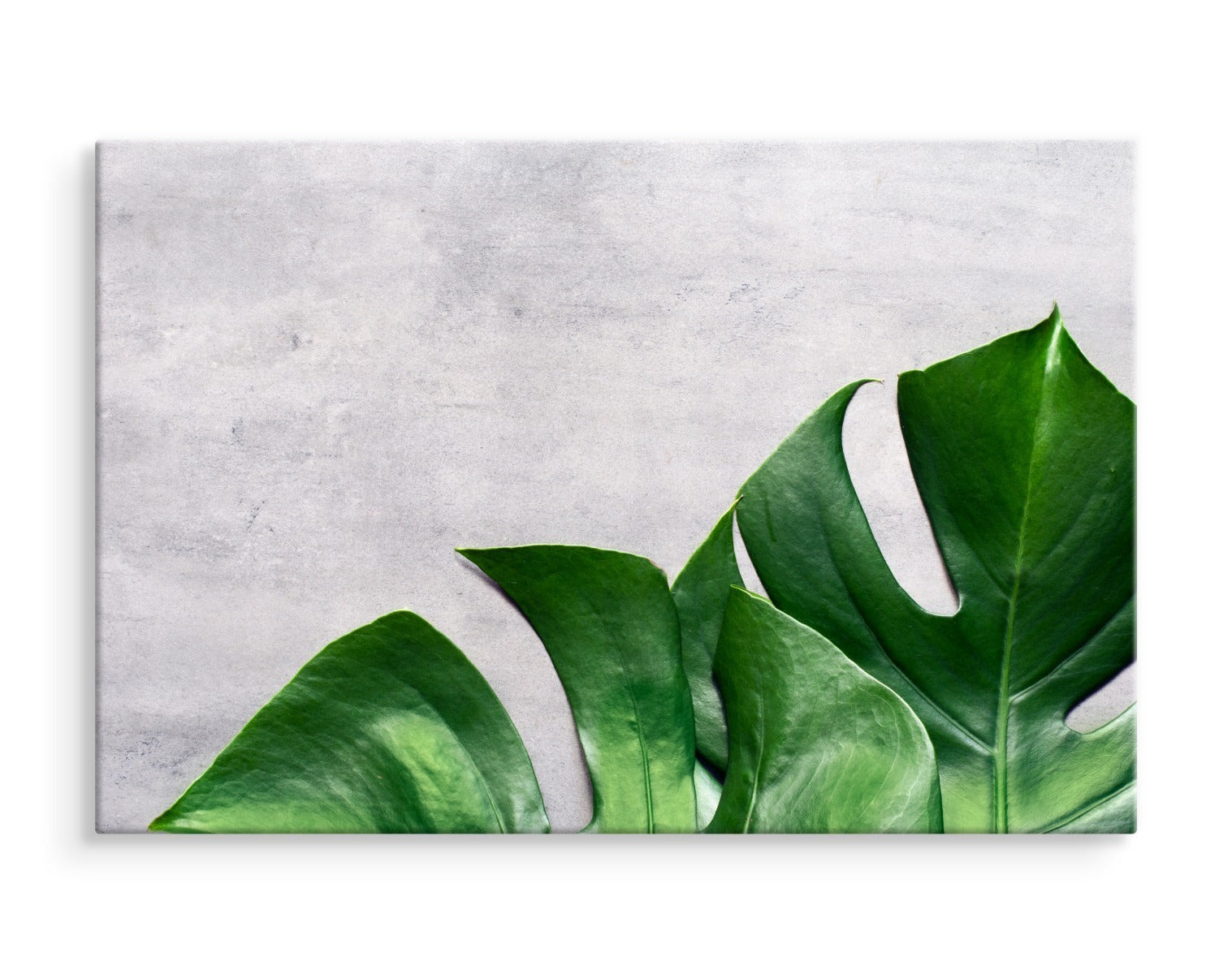 Monstera blader på en betong bakgrunn