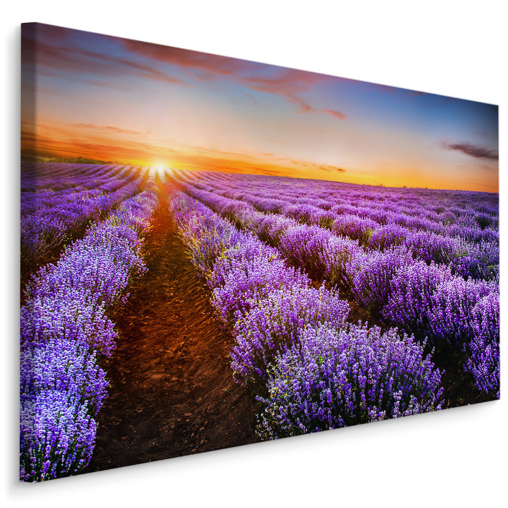 Lavendel ved solnedgang