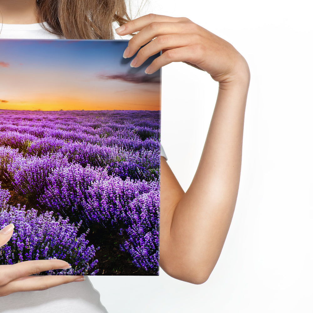 Lavendel ved solnedgang