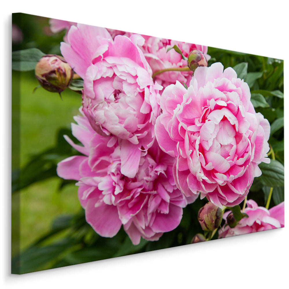 Peonblomster