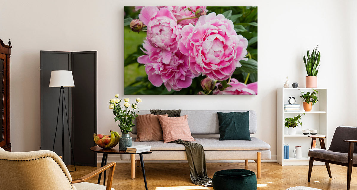 Peonblomster