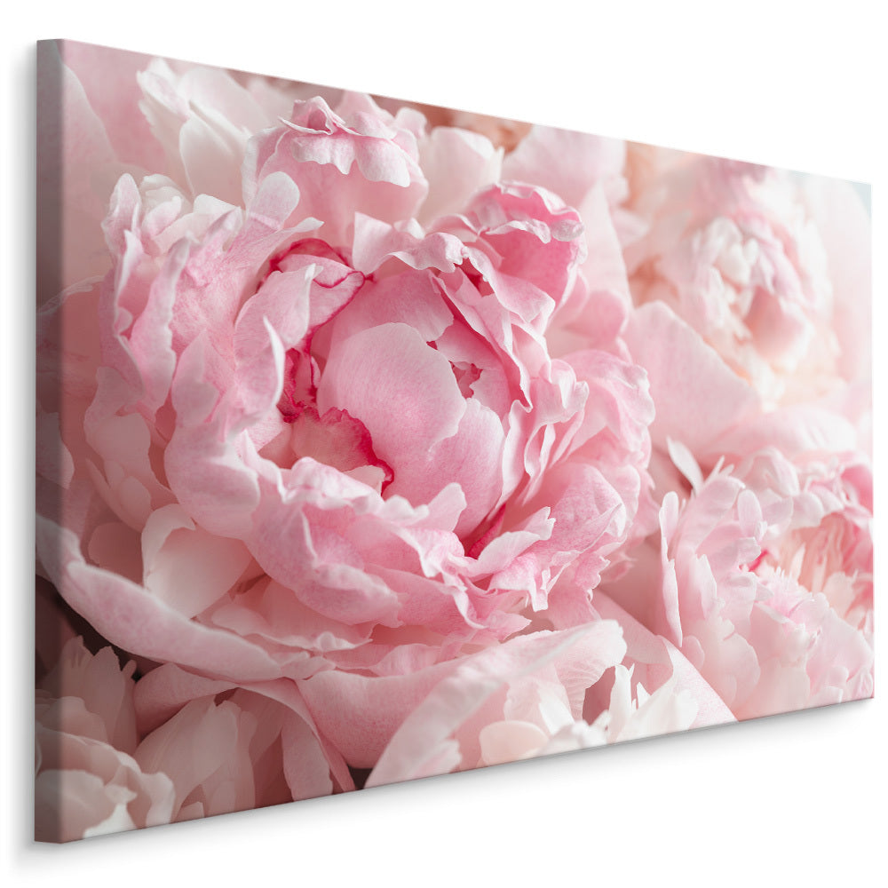 Peoner i lys rosa