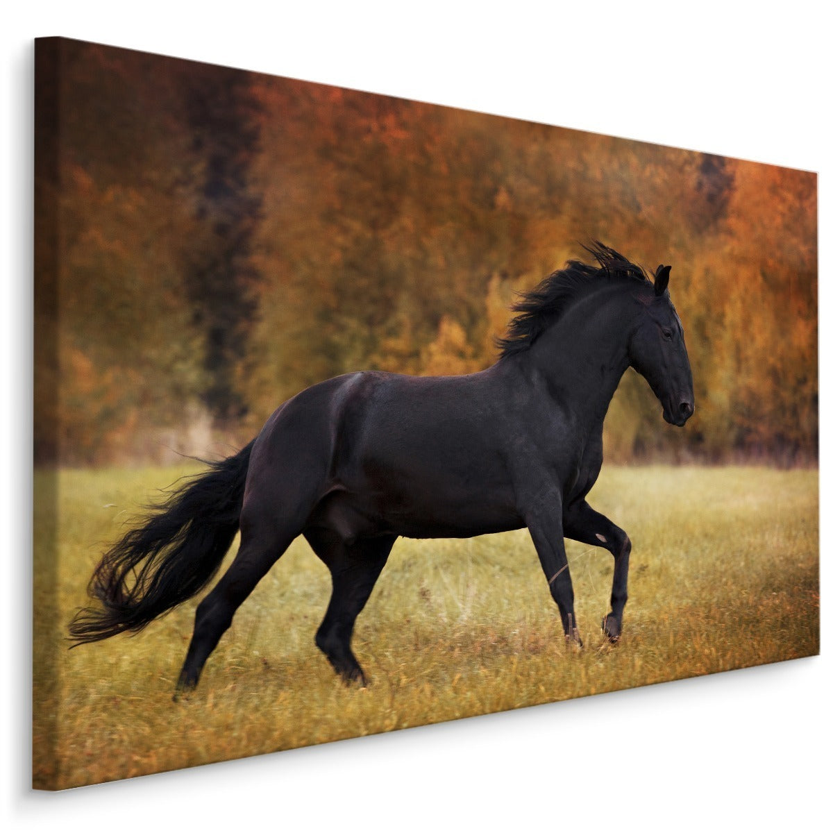 Svart hest i lysningen