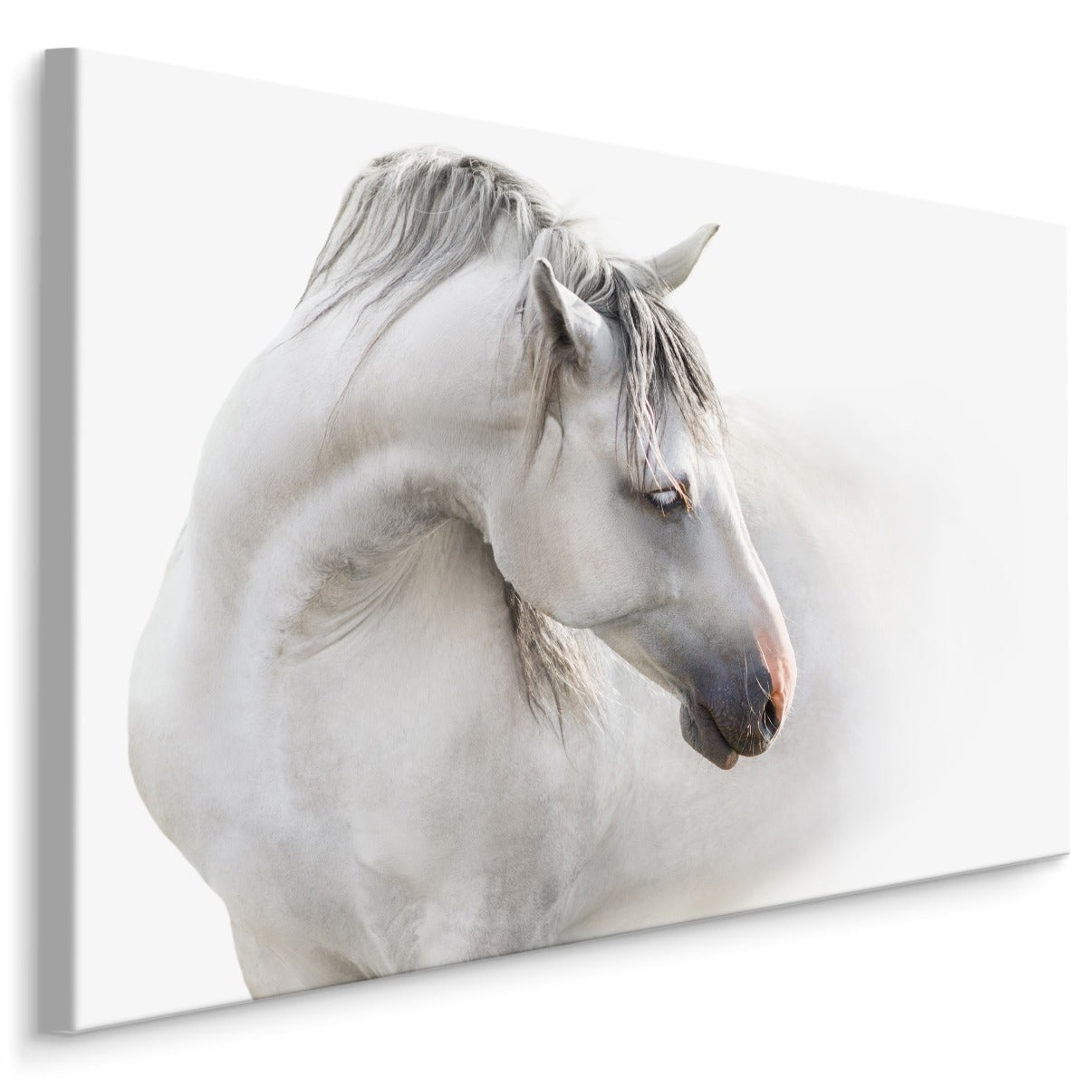 En hvit hest i tåken