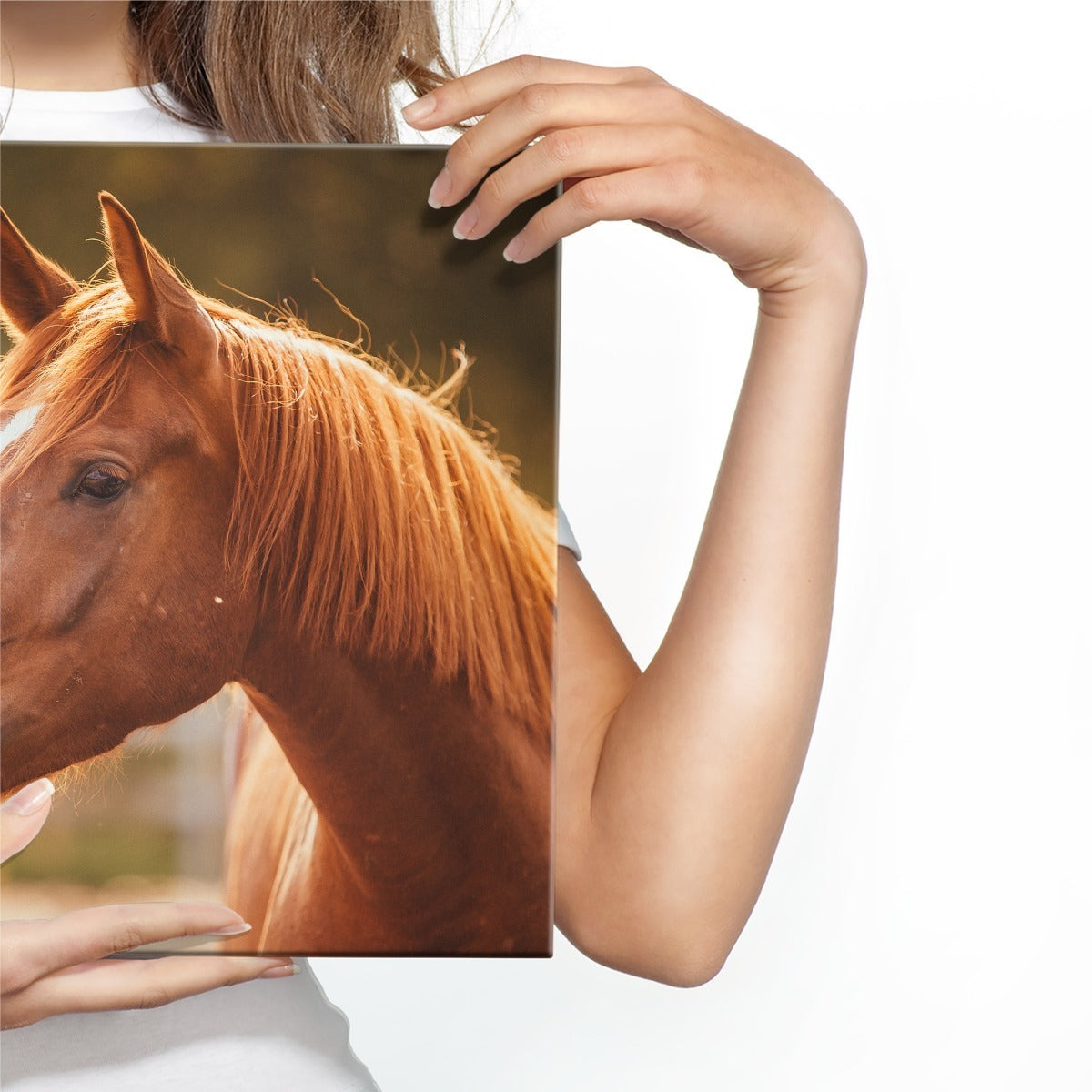 En hest i paddocken