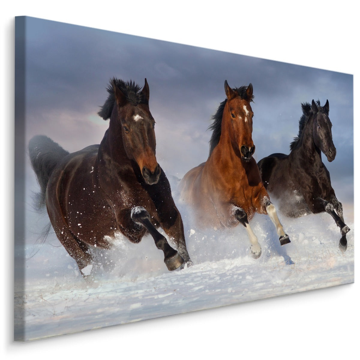Galopperende hester om vinteren