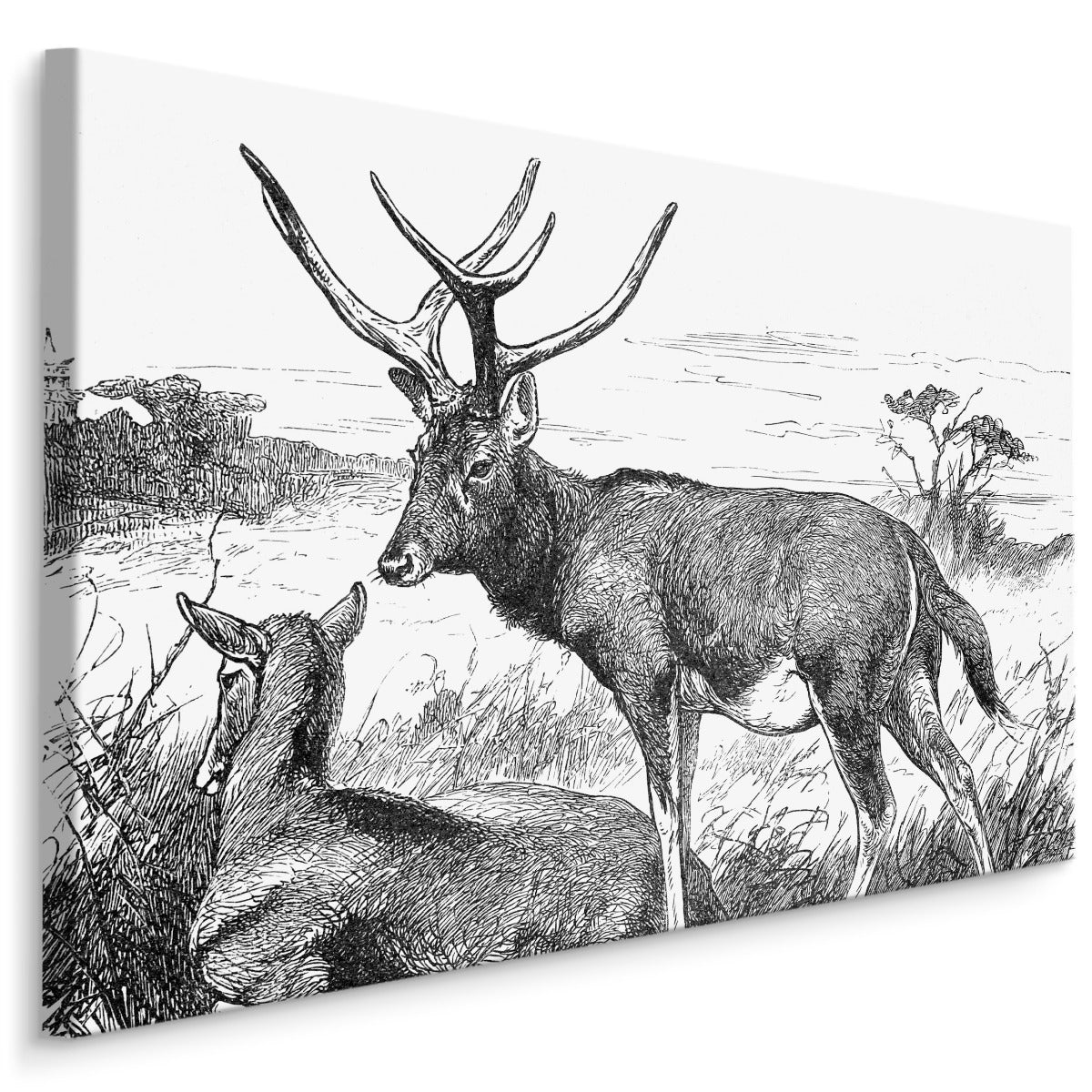 Skisse med rådyr