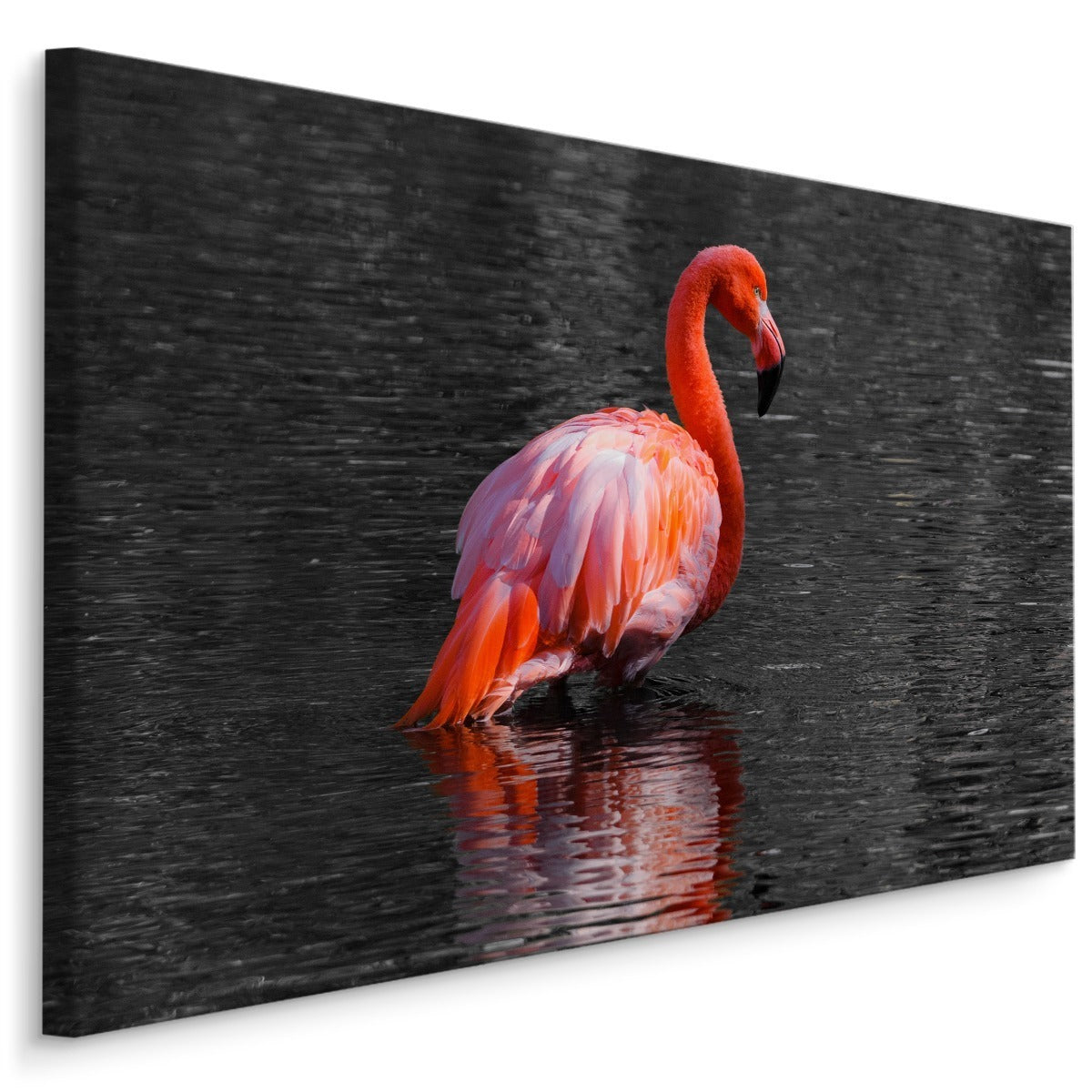 Flamingoer i vannet