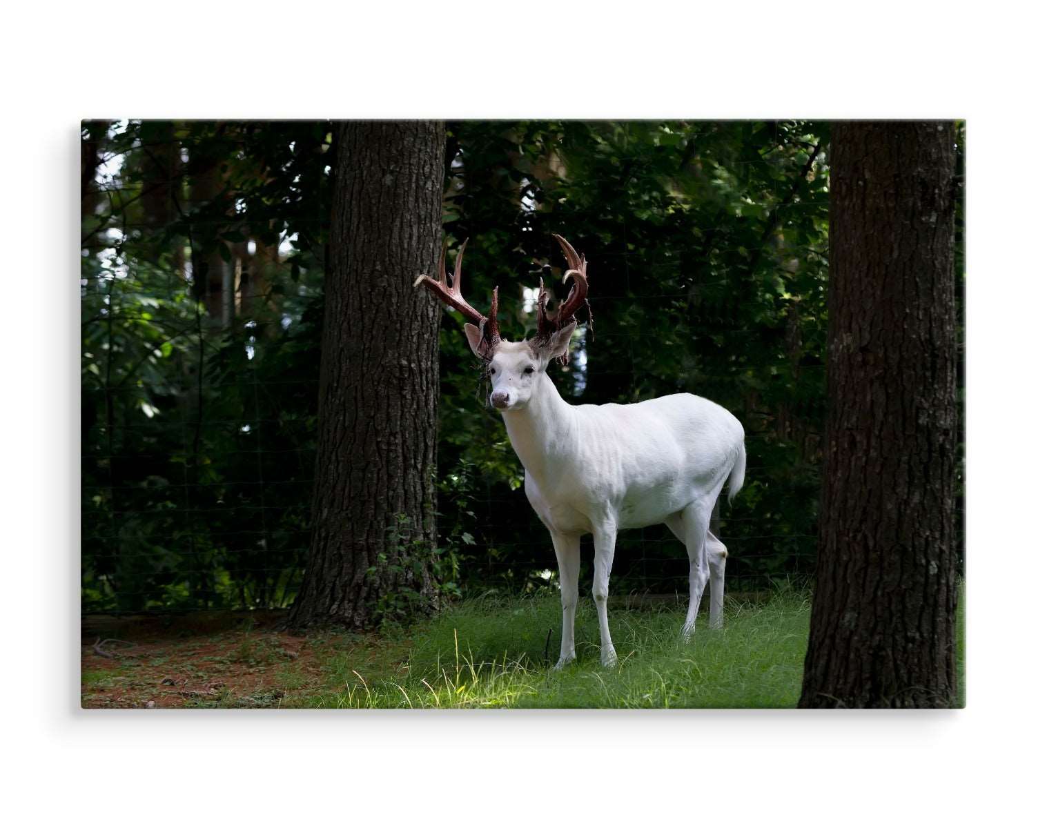 Albino hjort i skogen