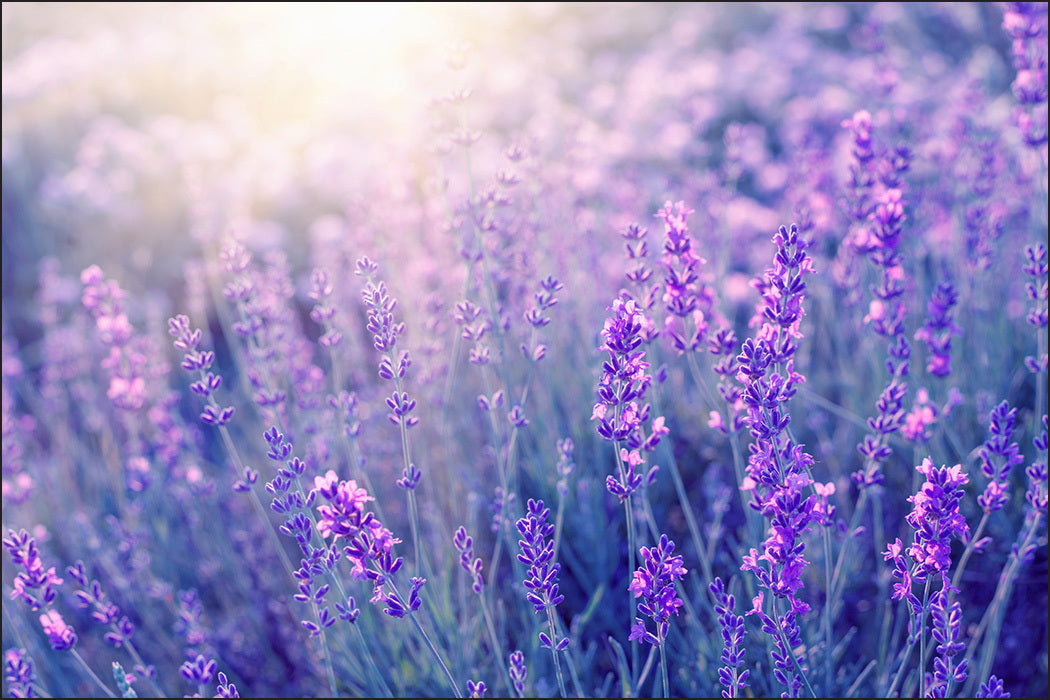 Fototapet Lavendel-blomster 5