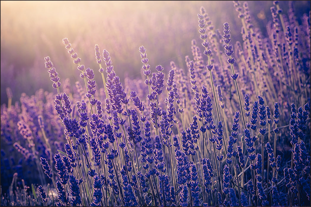 Fototapet lavendel-blomster 3