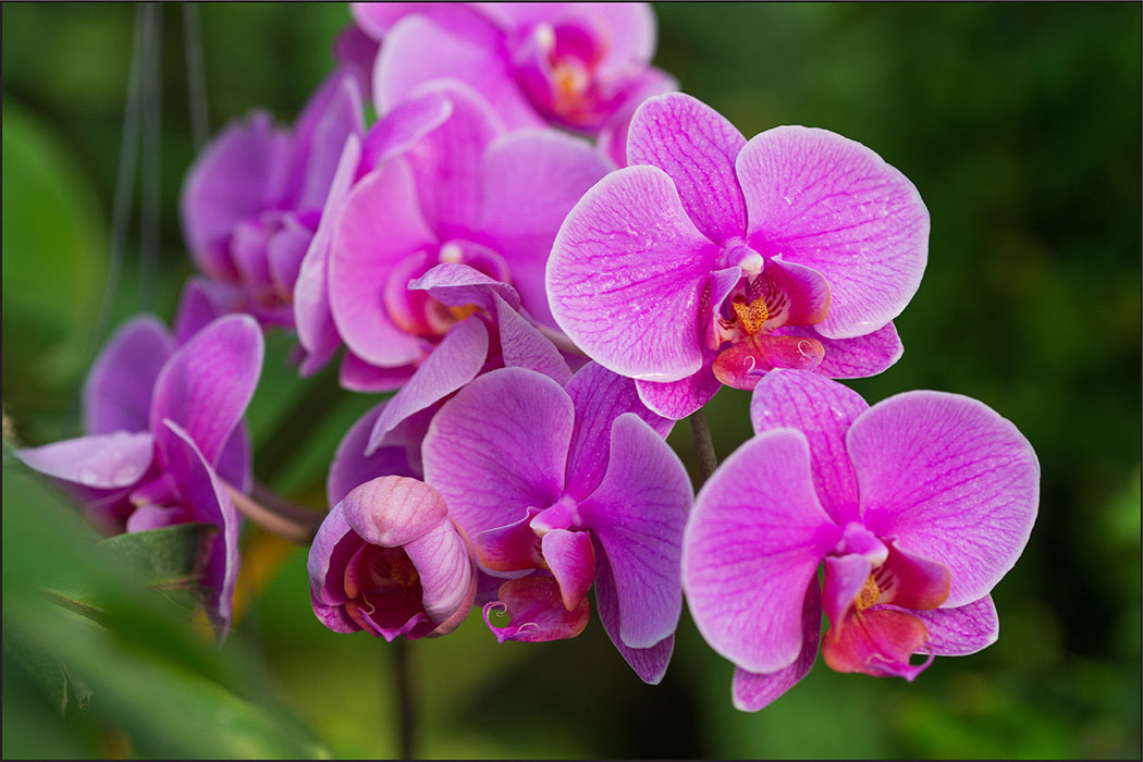 Fototapet Orchid Blossoms 3D