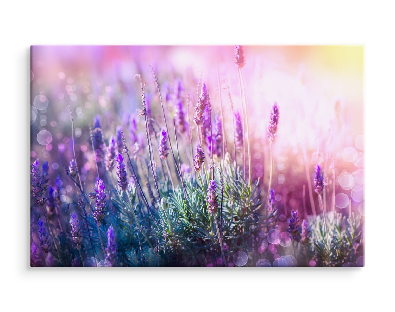 Blomstrende lavendel 3d