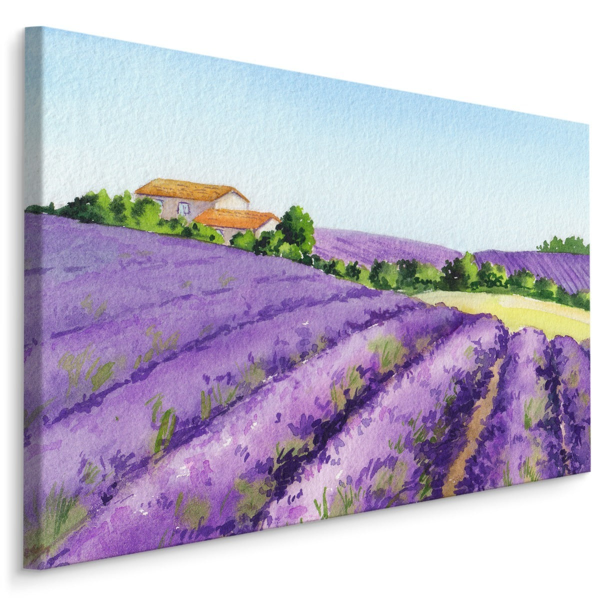 Lavendelfelt malt med akvarell