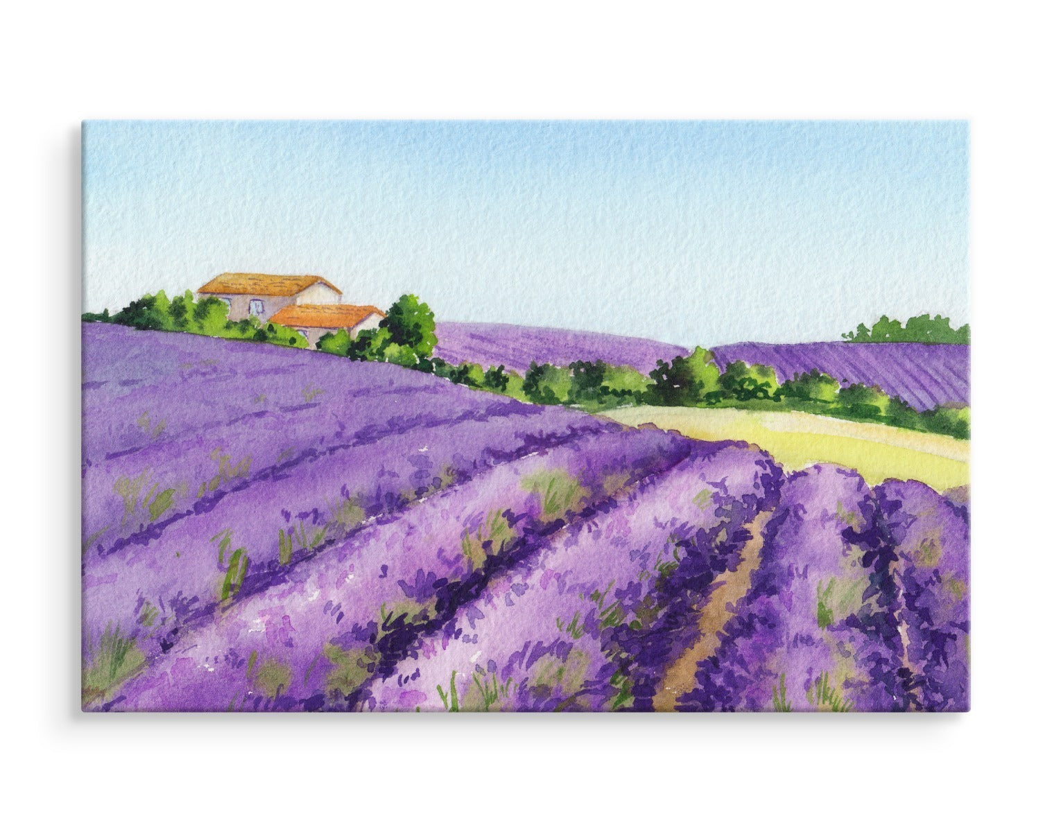 Lavendelfelt malt med akvarell