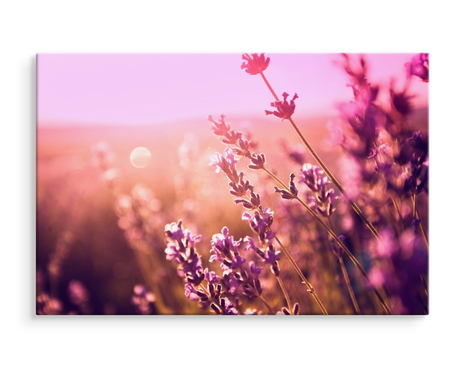 Lavendel blomster i solen 3d