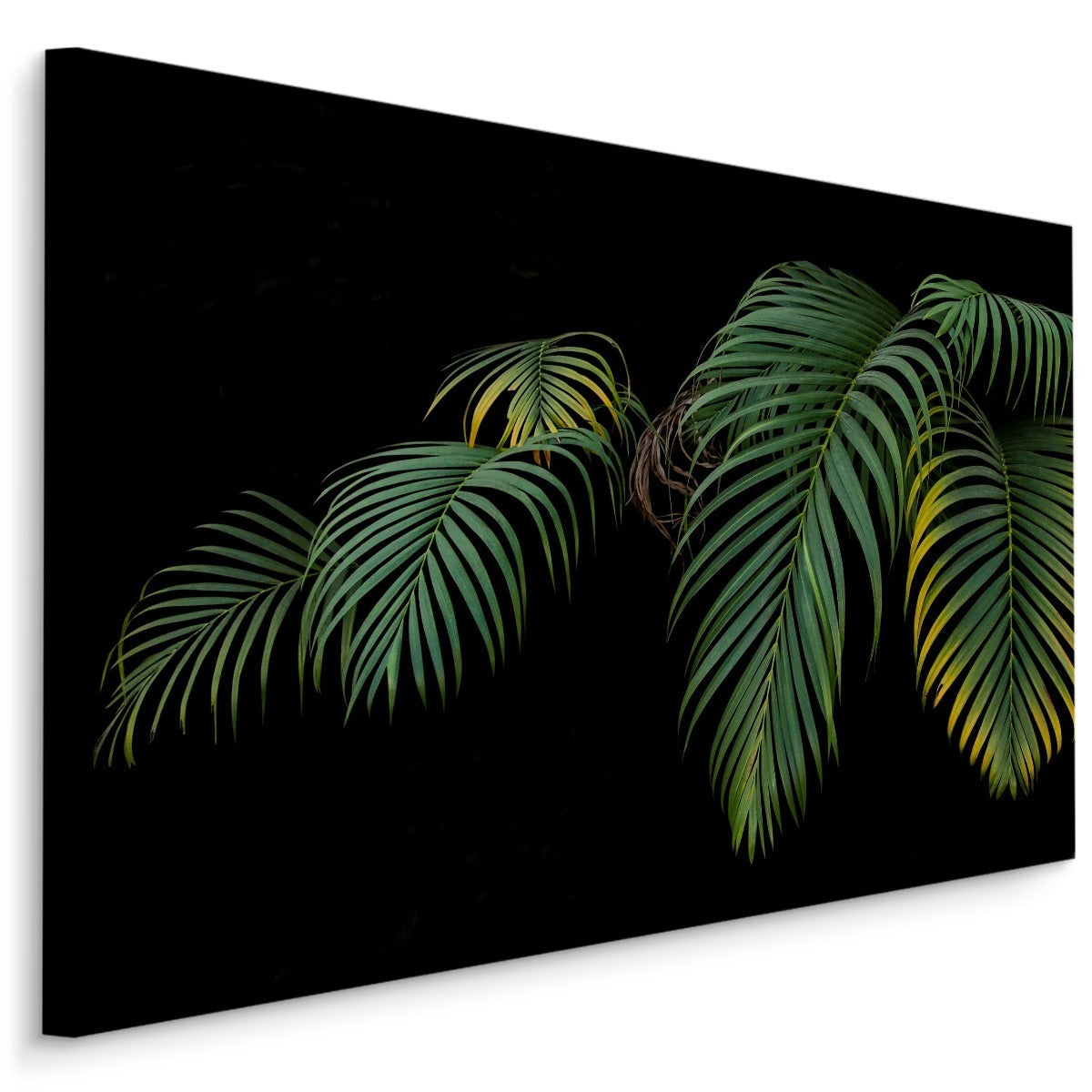 Tropiske palmeblader på svart bakgrunn