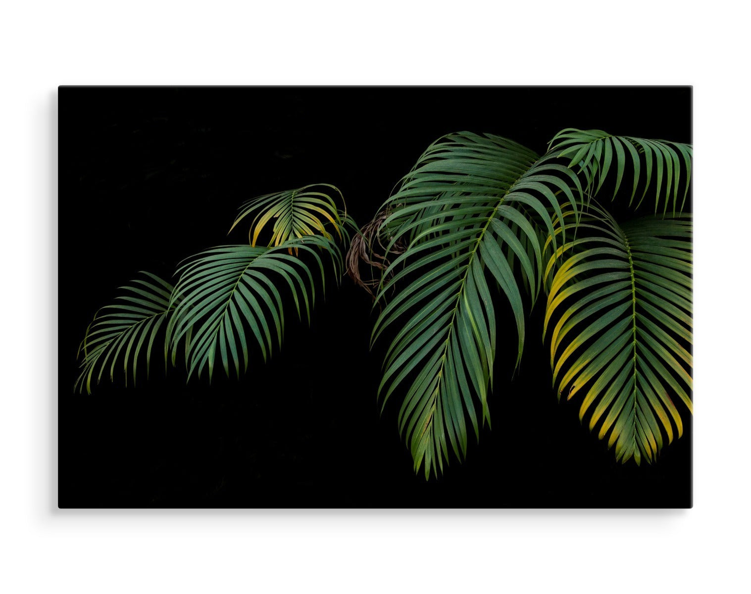Tropiske palmeblader på svart bakgrunn