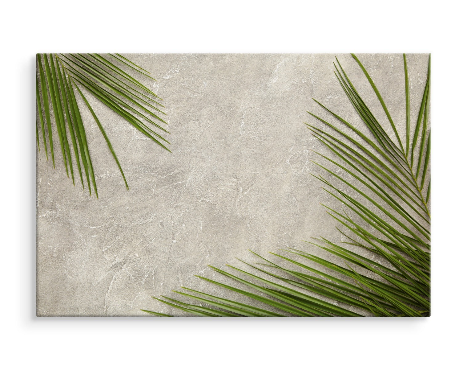 Palmeblader på betongbakgrunn