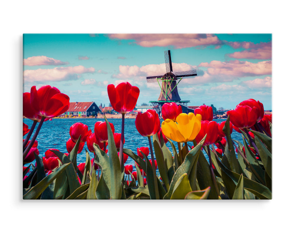 Tulipaner på en nederlandsk vindmøllebakgrunn