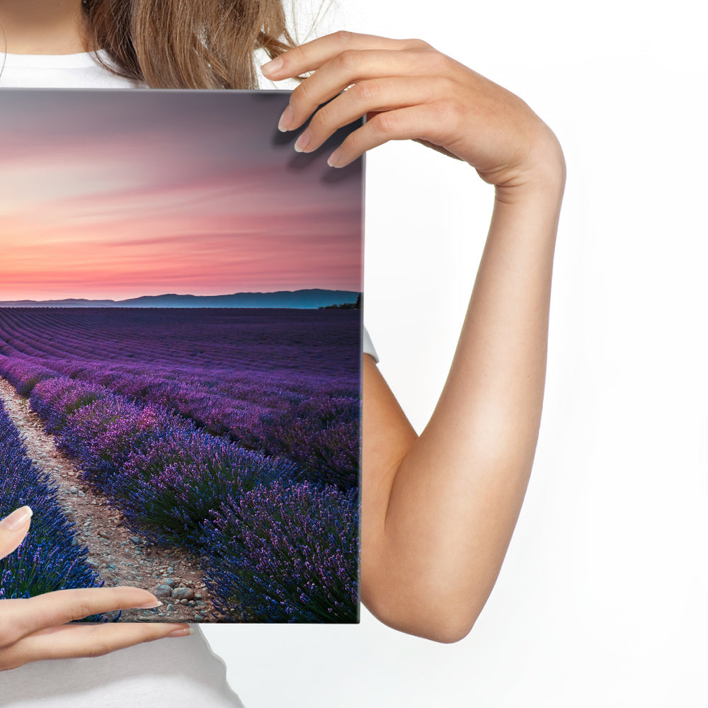 Feltet med blomstrende lavendel