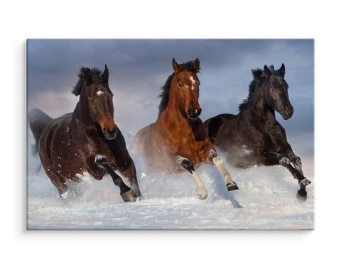 Galopperende hester om vinteren